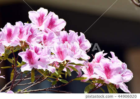 Hirado azalea blooming in Mitaka Nakahara 44906020