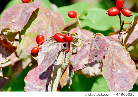 Fruit of dogwood that will become Mitaka Nakahara 44906023