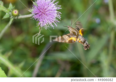 Hoshi hojaku 44906082