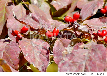 將成為三鷹中原的山茱萸的果實 44906351