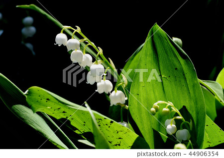 在三鷹中原盛開的山谷 44906354