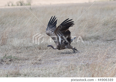 White-backed vulture Kenya Masai Mara White-backed vulture Kenya Masai Mara 44906389