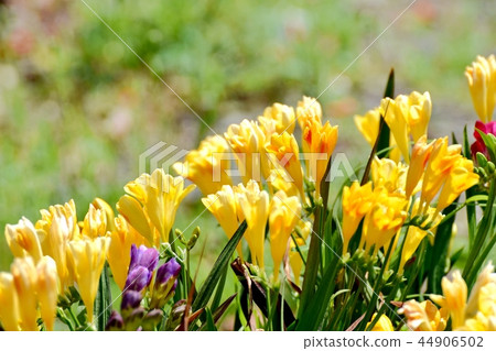 Freesia blooming in Mitaka Nakahara 44906502