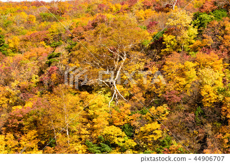 Mt. Kurikoma秋葉 Mt. Kurikoma秋葉 44906707