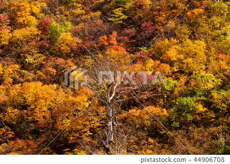 Mt. Kurikoma秋葉 Mt. Kurikoma秋葉 44906708