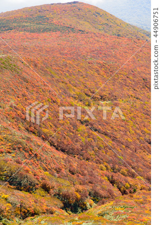Mt. Kurikoma秋葉 44906751
