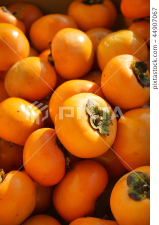 很多收穫的柿子水果燙髮股票照片 -  photolibrary 44907067