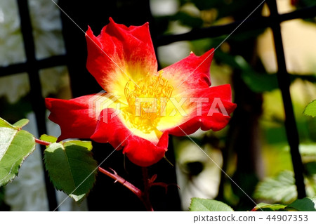 A single rose blooming in Mitaka Nakahara (cocktail) A single rose blooming in Mitaka Nakahara (cocktail) 44907353
