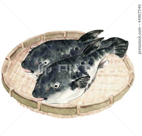 Two puffer fish on a colander [Handwritten watercolor] White background Transparent background 44907540