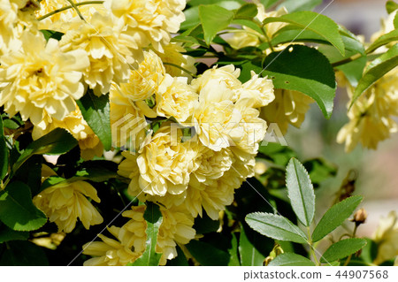 黃色嘲笑開花在三鷹中原 黃色嘲笑開花在三鷹中原 44907568