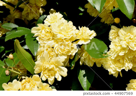 Yellow mockborne blooming in Mitaka Nakahara 44907569
