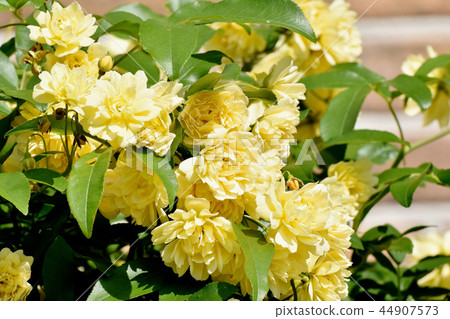 黃色嘲笑開花在三鷹中原 黃色嘲笑開花在三鷹中原 44907573