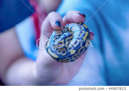 Snake is pet Snake is pet 44907623