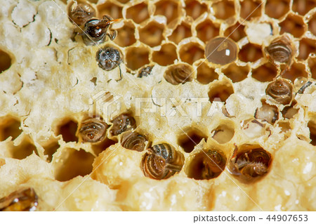 Nest of apis florea frozen in some parts Nest of apis florea frozen in some parts 44907653