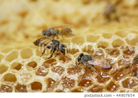 Nest of apis florea Nest of apis florea 44907654