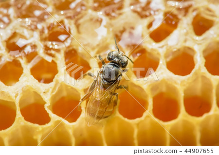 Nest of apis florea Nest of apis florea 44907655