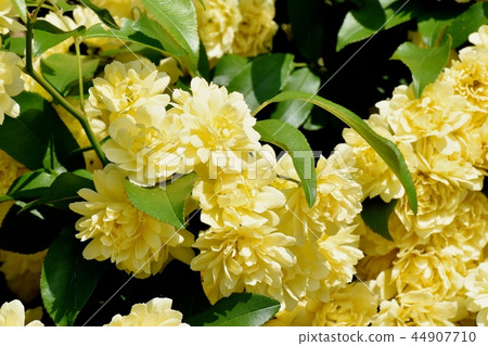 黃色嘲笑開花在三鷹中原 黃色嘲笑開花在三鷹中原 44907710