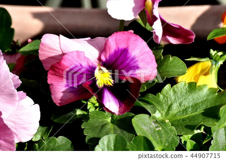 開花在Mikasa Nakahara的紫色雙色蝴蝶花 44907715