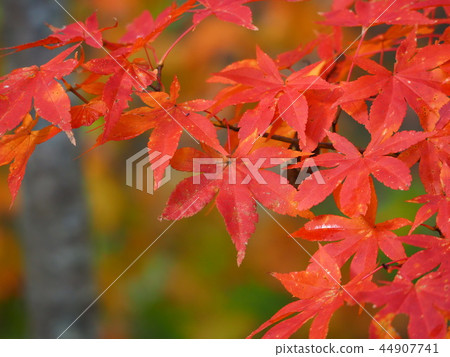 被染成紅色的楓樹 44907741