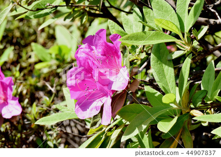 在三鷹中原（Omurasaki Azalea）盛開的平戶杜鵑花 44907837