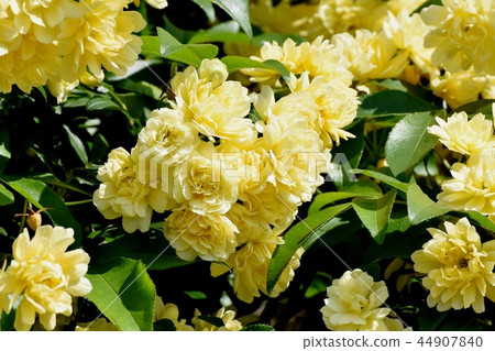 黃色嘲笑開花在三鷹中原 黃色嘲笑開花在三鷹中原 44907840