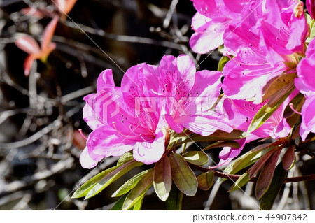 在三鷹中原（Omurasaki Azalea）盛開的平戶杜鵑花 44907842