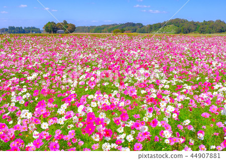 傳播波斯菊花田 44907881