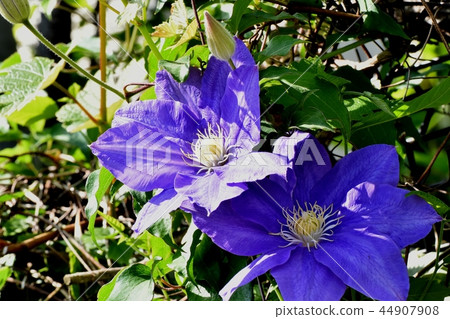 Purple clematis blooming in Mitaka Nakahara 44907908