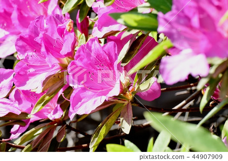 Hirado Azalea blooming in Mitaka Nakahara (Omurasaki Azalea) 44907909