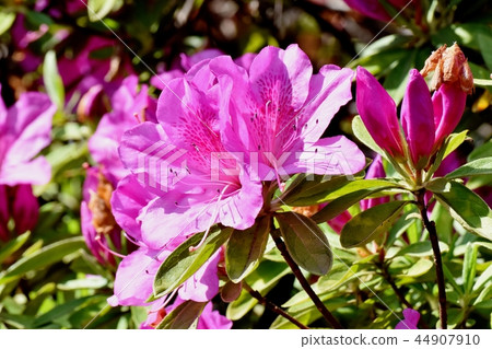 Hirado Azalea blooming in Mitaka Nakahara (Omurasaki Azalea) 44907910
