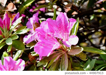 Hirado Azalea blooming in Mitaka Nakahara (Omurasaki Azalea) Hirado Azalea blooming in Mitaka Nakahara (Omurasaki Azalea) 44907913