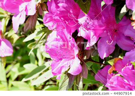 在三鷹中原（Omurasaki Azalea）盛開的平戶杜鵑花 44907914