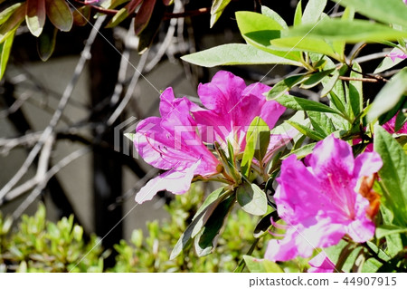 在三鷹中原（Omurasaki Azalea）盛開的平戶杜鵑花 44907915