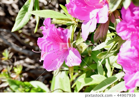 在三鷹中原（Omurasaki Azalea）盛開的平戶杜鵑花 44907916