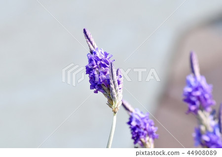 在三鷹中原(蕾絲薰衣草)盛開的薰衣草 在三鷹中原(蕾絲薰衣草)盛開的薰衣草 44908089