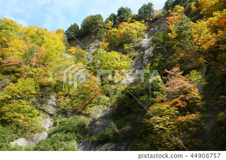 日本的百景點：在花谷腳下的秋葉 44908757