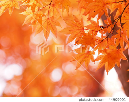 美好的秋葉和球迷離 美好的秋葉和球迷離 44909001