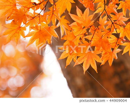 美麗的蕨葉 44909004