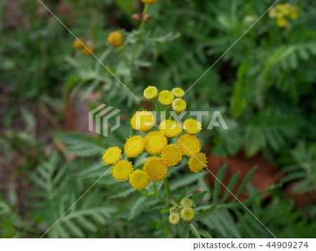Tansy Tanacetum vulgare(Yomogi Giku) Tansy Tanacetum vulgare(Yomogi Giku) 44909274