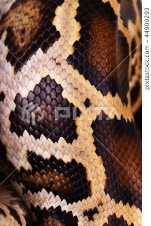 python snake skin and scales pattern macro python snake skin and scales pattern macro 44909293