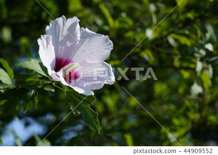 White rose flower 44909552