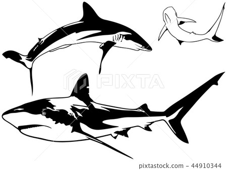 Caribbean Reef Shark Set 44910344