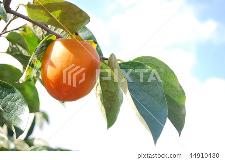 江戶通(Kosu Hyakume Pass) 江戶通(Kosu Hyakume Pass) 44910480