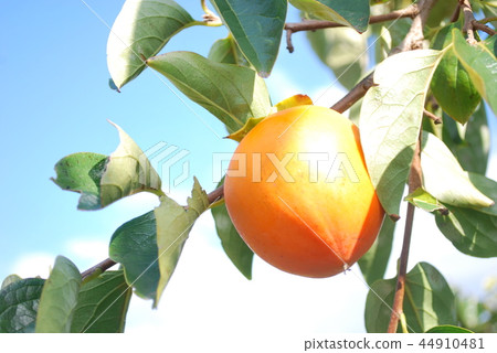 江戶通(Kosu Hyakume Pass) 江戶通(Kosu Hyakume Pass) 44910481