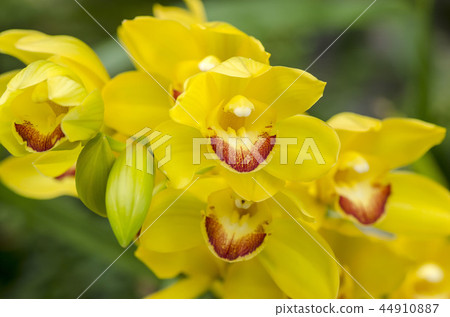 Cymbidium 44910887