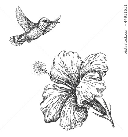 Humming Bird and Hibiscus Sketch 44911611