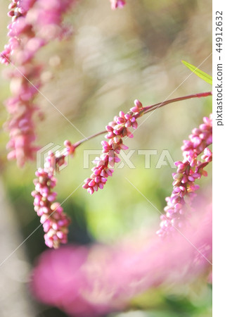 Persicaria longise Persicaria longise 44912632