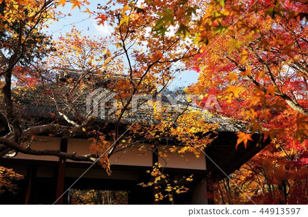Tojokoji Temple / Niohmon that is wrapped in autumn leaves in autumn [Kyoto City / Ukyo Ward] 44913597