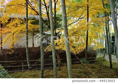 Bamboo forest and autumn leaves in late autumn [Jyojaku-ji Temple] [Kyoto City, Ukyo Ward] 44913603