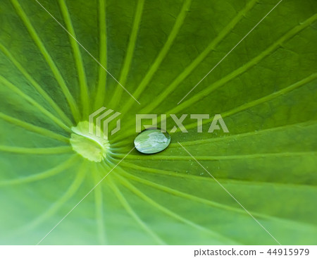 Petal and water droplets 44915979